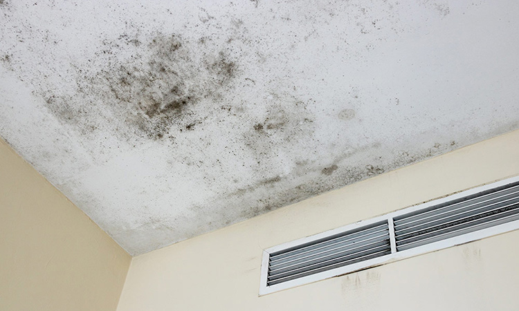 Mold Removal needed on ceiling