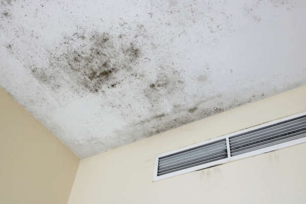 Mould Testing 101: What to Expect During an Inspection